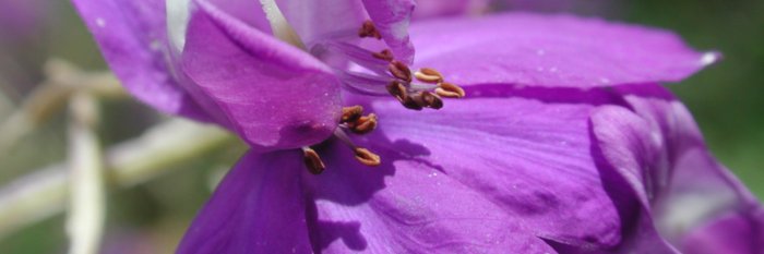 [Translate to Français:] Acker-Rittersporn Consolida regalis