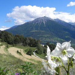 [Translate to English:] Kartoffelblüte Roggenfelder