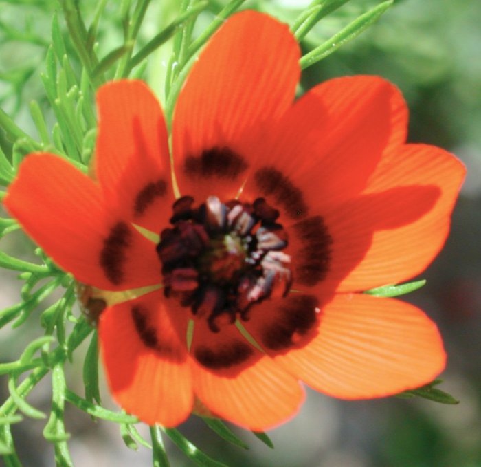 Sommer-Adonis, Adonis aestivalis, Adonis d'été