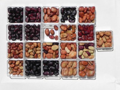 Vielfalt der Samen von Grossbohnen