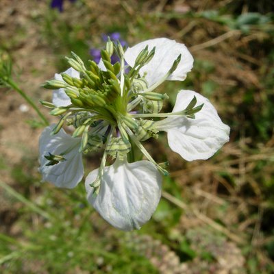 Acker-Schwarzkümmel, Nigella arvensis