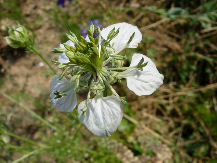 Acker-Schwarzkümmel, Nigella arvensis