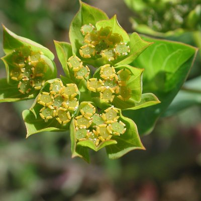 rundblättriges Hasenohr, Bupleurum rotundifolium