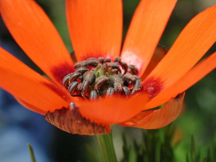 Sommer-Adonis, Adonis aestivalis, Adonis d'été