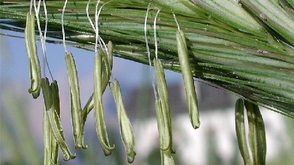 Roggen in blüte mit Staubbeuteln