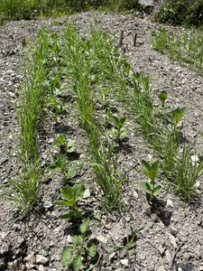 Mischkultur von Ackerbohnen und Sommerweizen