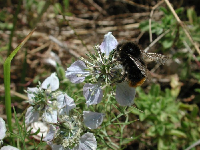 Acker-Schwarzkümmel, Nigella arvensis, Hummel