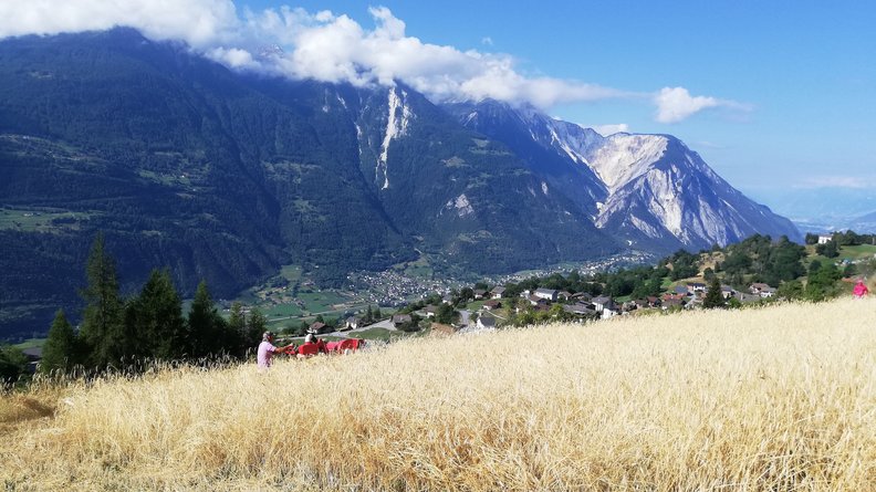 Roggenernte mit Kleinmähdrescher in Erschmatt 2022